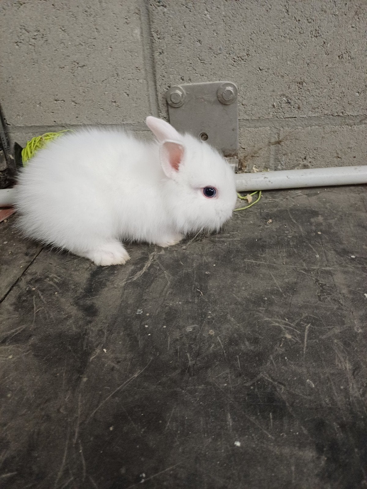 tam dwergkonijntje, Animaux & Accessoires, Lapins, Femelle, Nain, 0 à 2 ans