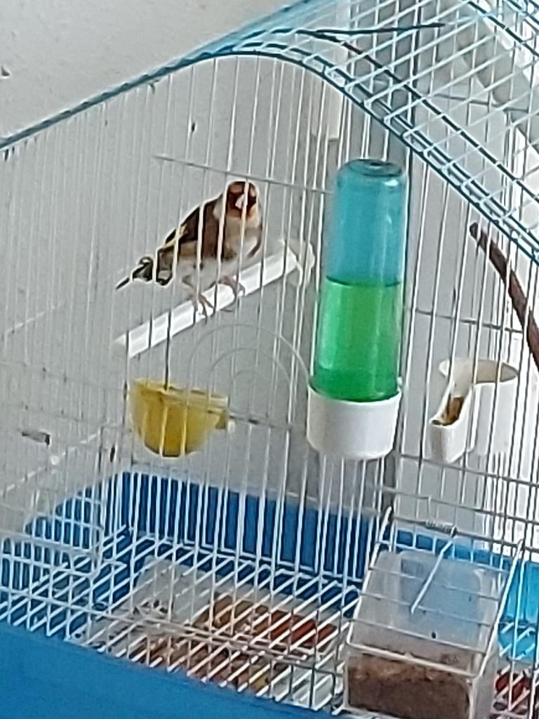 Oiseaux, Animaux & Accessoires, Oiseaux | Oiseaux Autre, Mâle, Oiseau chanteur sauvage, Bagué
