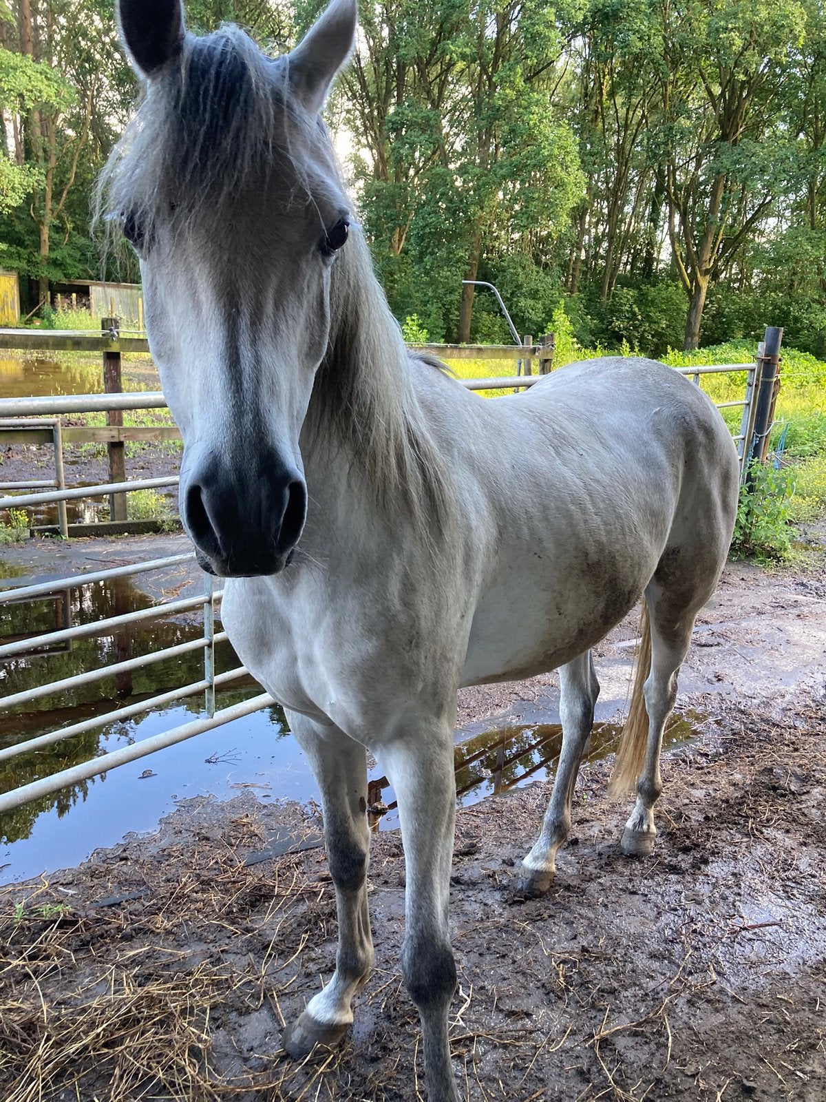 Arabische volbloed, Dieren en Toebehoren, Paarden, Ruin, Minder dan 160 cm, Met stamboom, 7 tot 10 jaar
