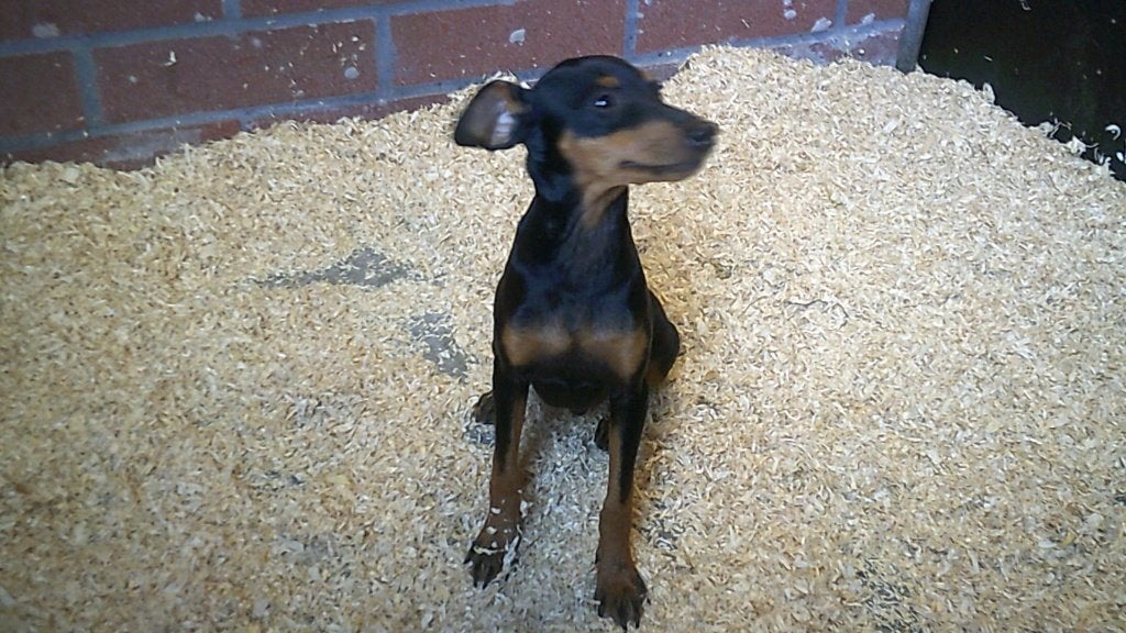 Pinscher pups, Dieren en Toebehoren, Parvo, België, 15 weken tot 1 jaar, Meerdere