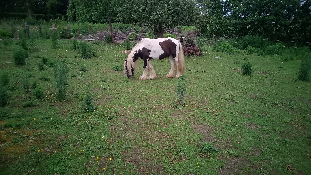 Tinker, Ruin, B pony (1.17m tot 1.27m), 3 tot 6 jaar
