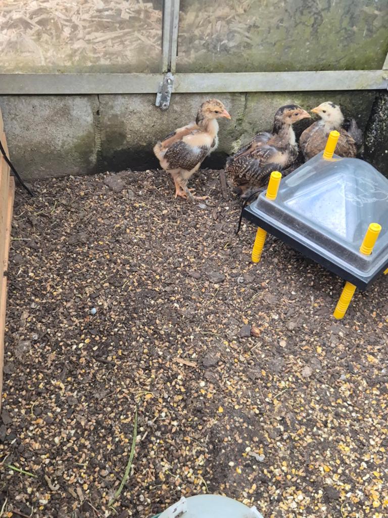 Jonge haantjes, Dieren en Toebehoren