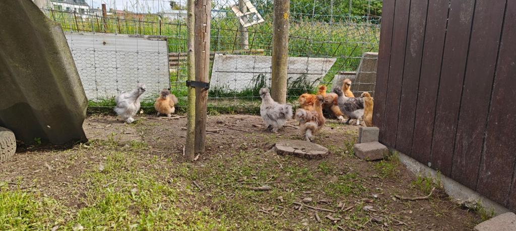 Zijdehoen kuikens, Meerdere dieren, Kip