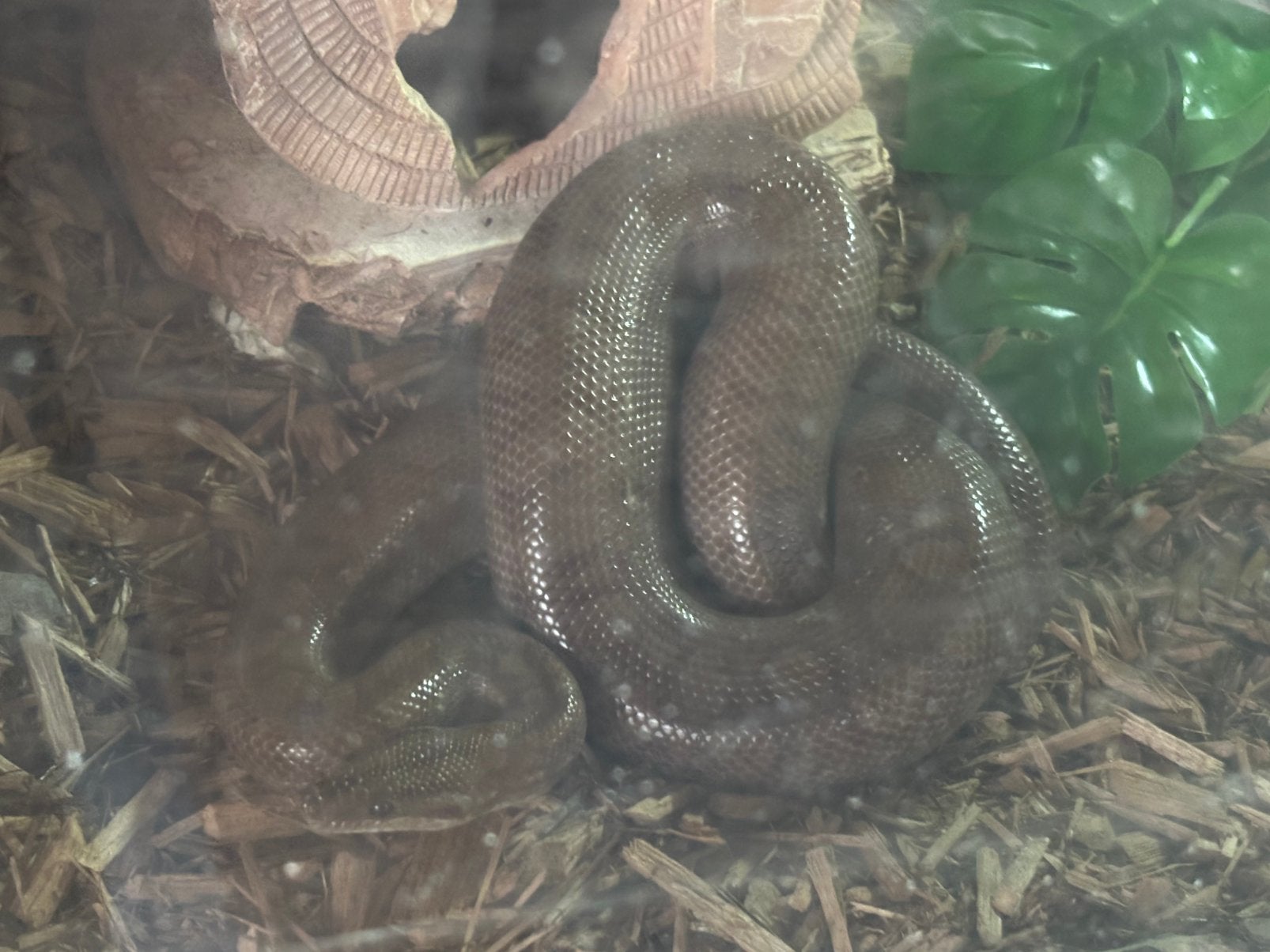 Regenboog boa man, Slang, Met terrarium, 0 tot 2 jaar