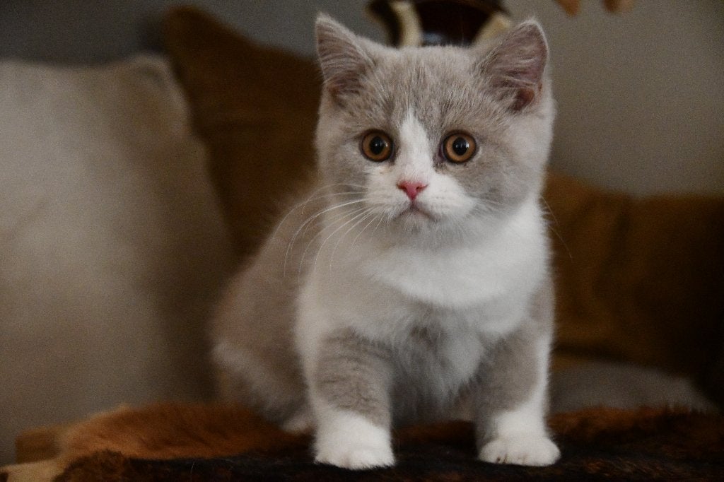 Brits Korthaar kitten, Chat, Avec pedigree, 0 à 2 ans