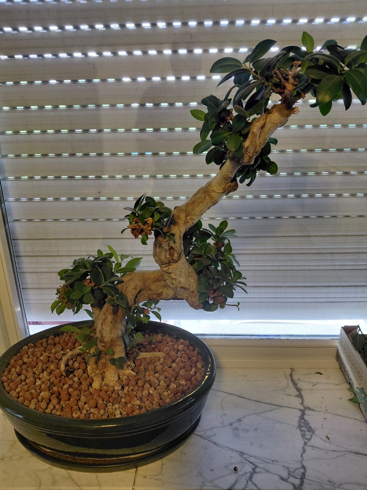 Bonzai boom, Tuin en Terras, Planten | Bomen, Ophalen