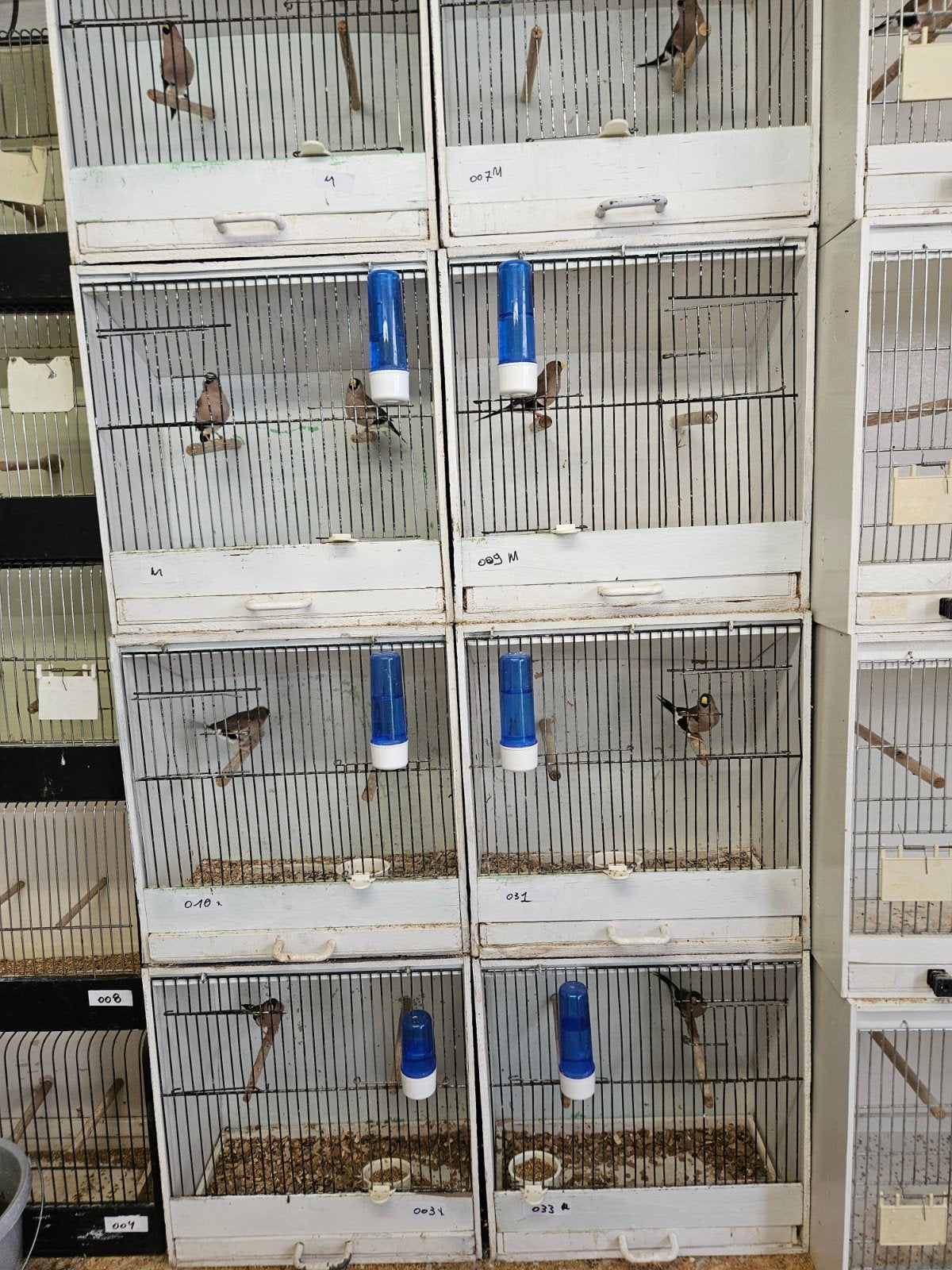 Maskeramandine, Dieren en Toebehoren, Vogels | Overige Vogels, Meerdere dieren, Tropenvogel, Geringd