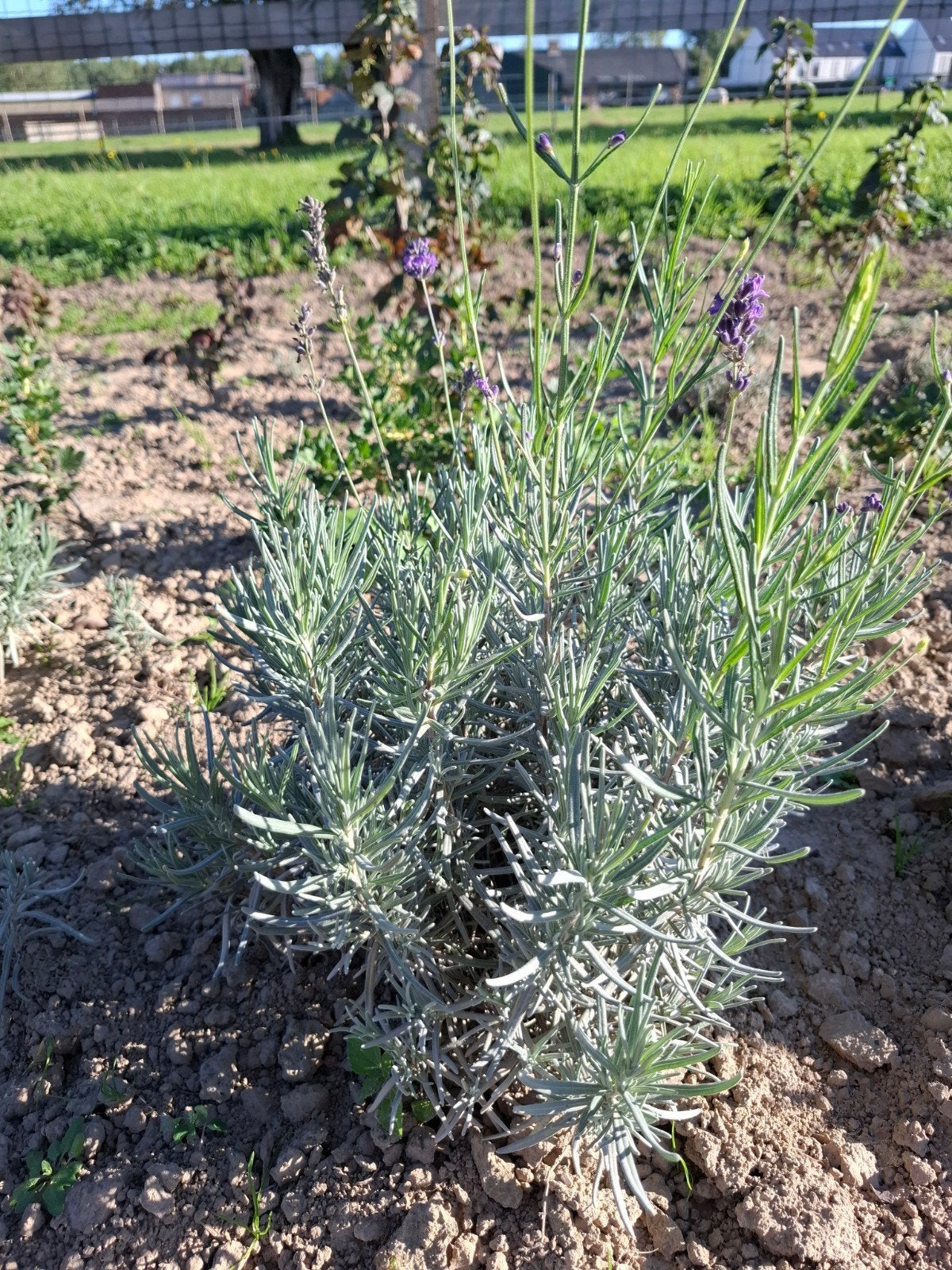 lavendel dwarf bleu, Volle zon, Vaste plant, Zomer, Ophalen