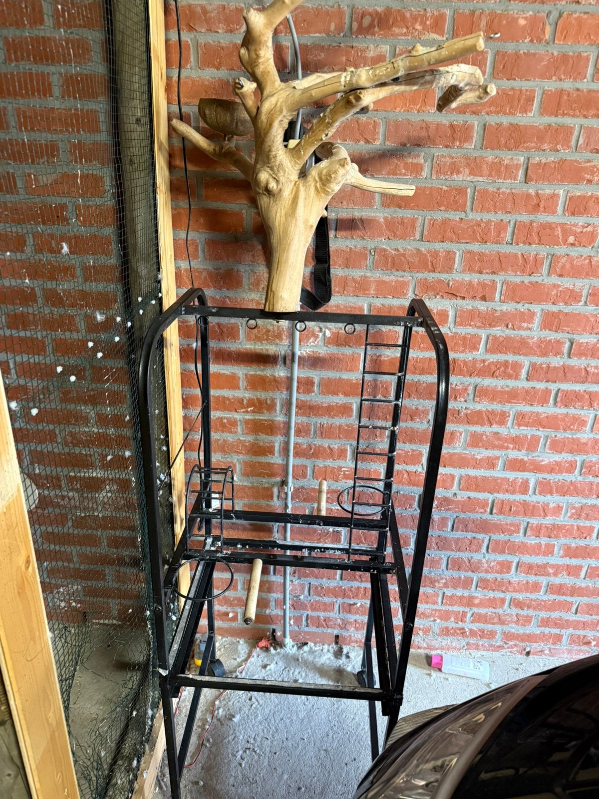 Staander papegaai, Dieren en Toebehoren, Papegaai