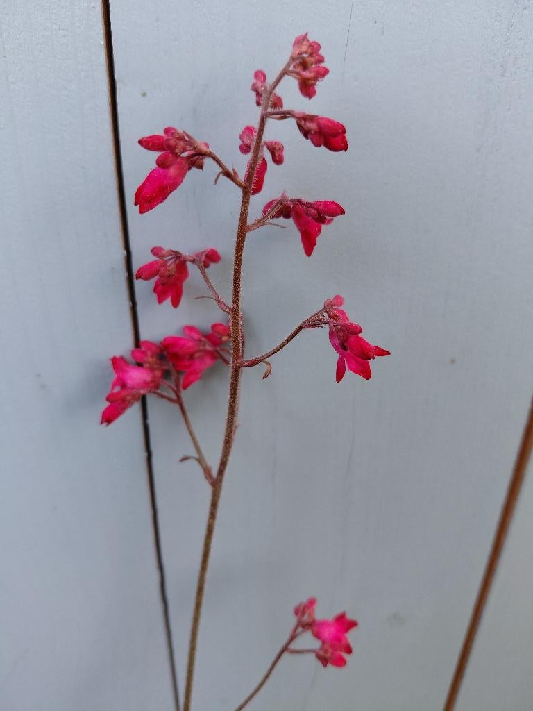 Heuchera Leuchtkafer, Ophalen, Halfschaduw