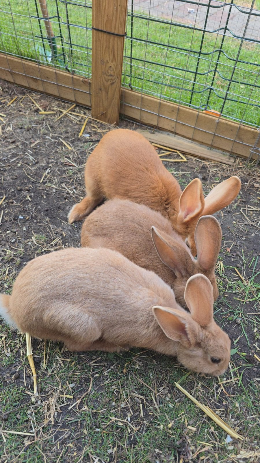 Lapin, Ophalen