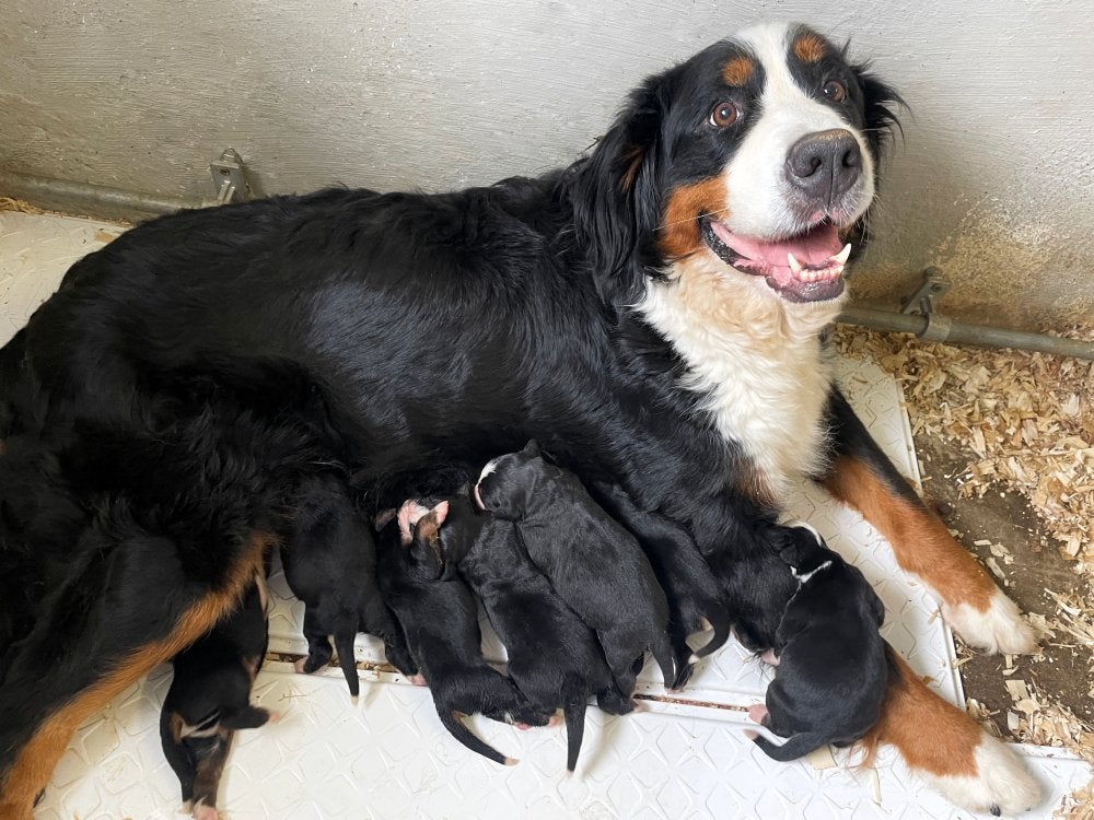 Berner Sennen pups te koop - Beide ouders aanwezig, België, Reu, CDV (hondenziekte), Meerdere