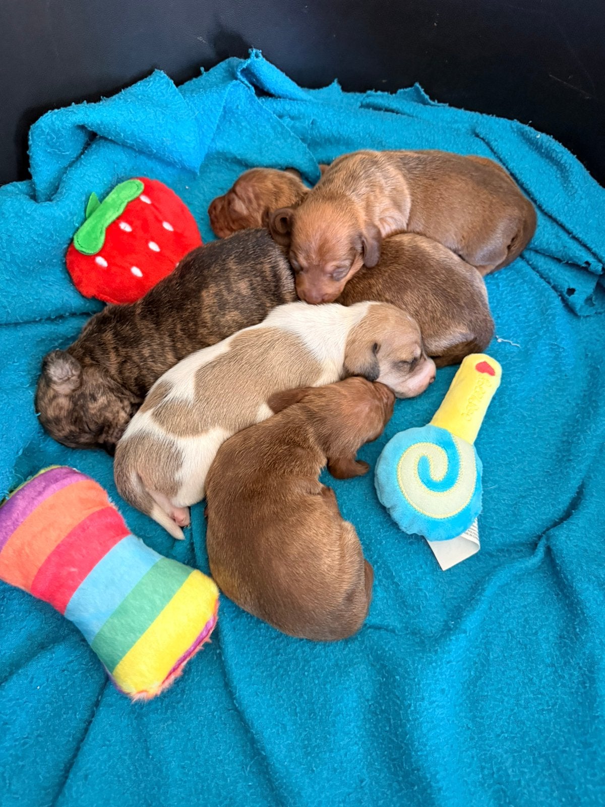 Kaninchen teckel pups, Animaux & Accessoires, Chiens | Teckels & Bassets, Plusieurs animaux, Poils courts, Caniches, Éleveur | Professionnel