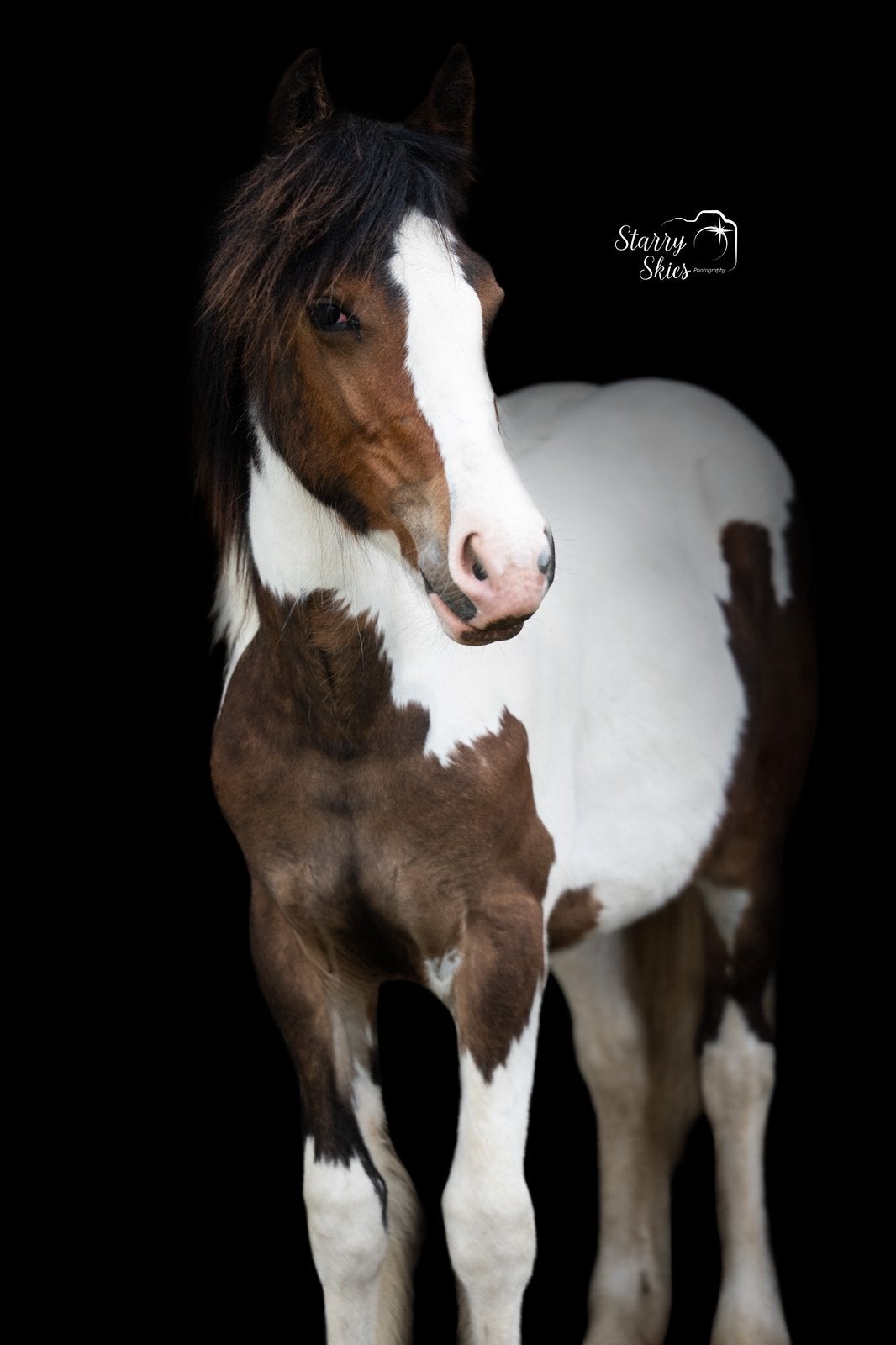 Lieve tinker jaarling zoekt nieuwe thuis!, Poney de récréation, Avec pedigree, 0 à 2 ans, Jument