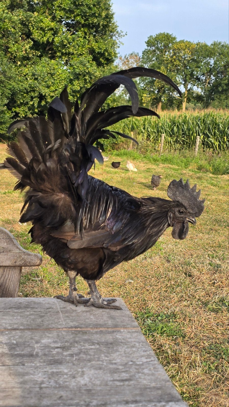 Ayam Cemani trio – haan + 2 hennen – €60, Dieren en Toebehoren, Pluimvee