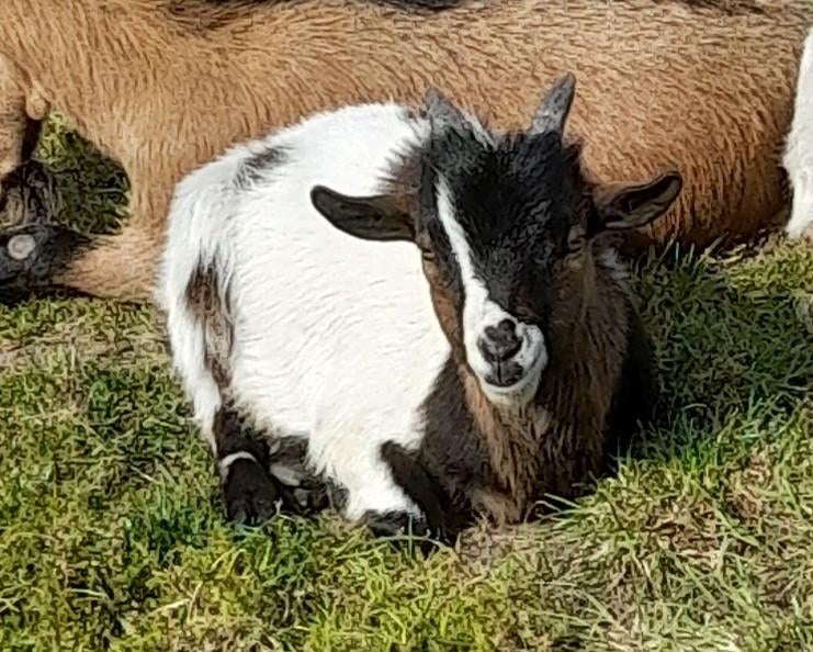 Dwerggeit bokje, Dieren en Toebehoren