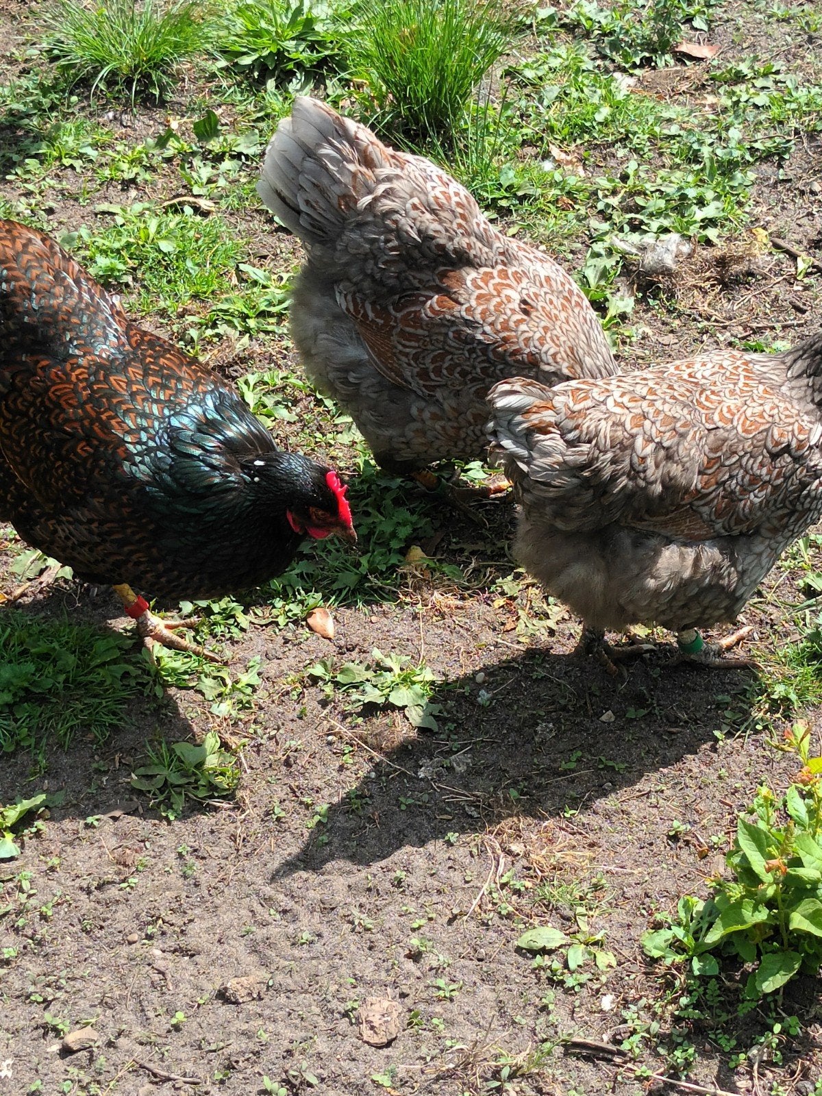 broedeieren barnevelder dubbel gezoomd, Dieren en Toebehoren