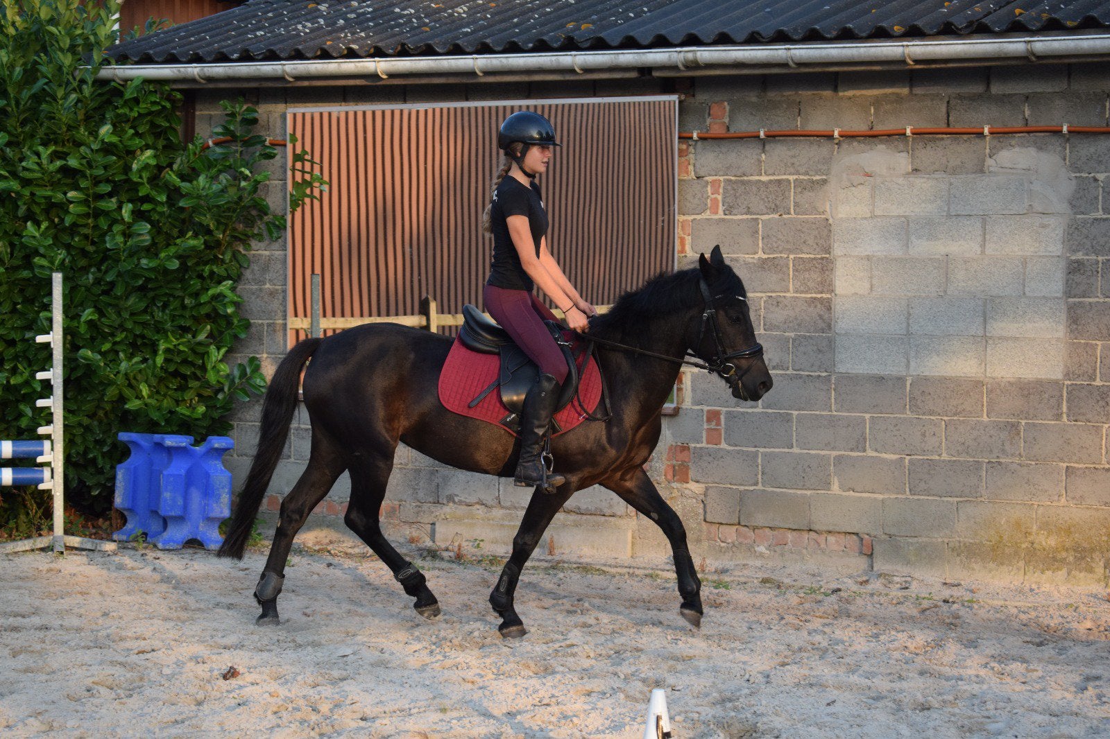 Toffe allround D-pony, Dieren en Toebehoren, Zadelmak, 7 tot 10 jaar, Recreatiepony, D pony (1.37m tot 1.48m)