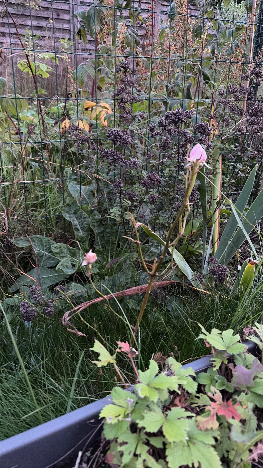 Rozen, Tuin en Terras, Ophalen, Zomer, Vaste plant, Overige soorten