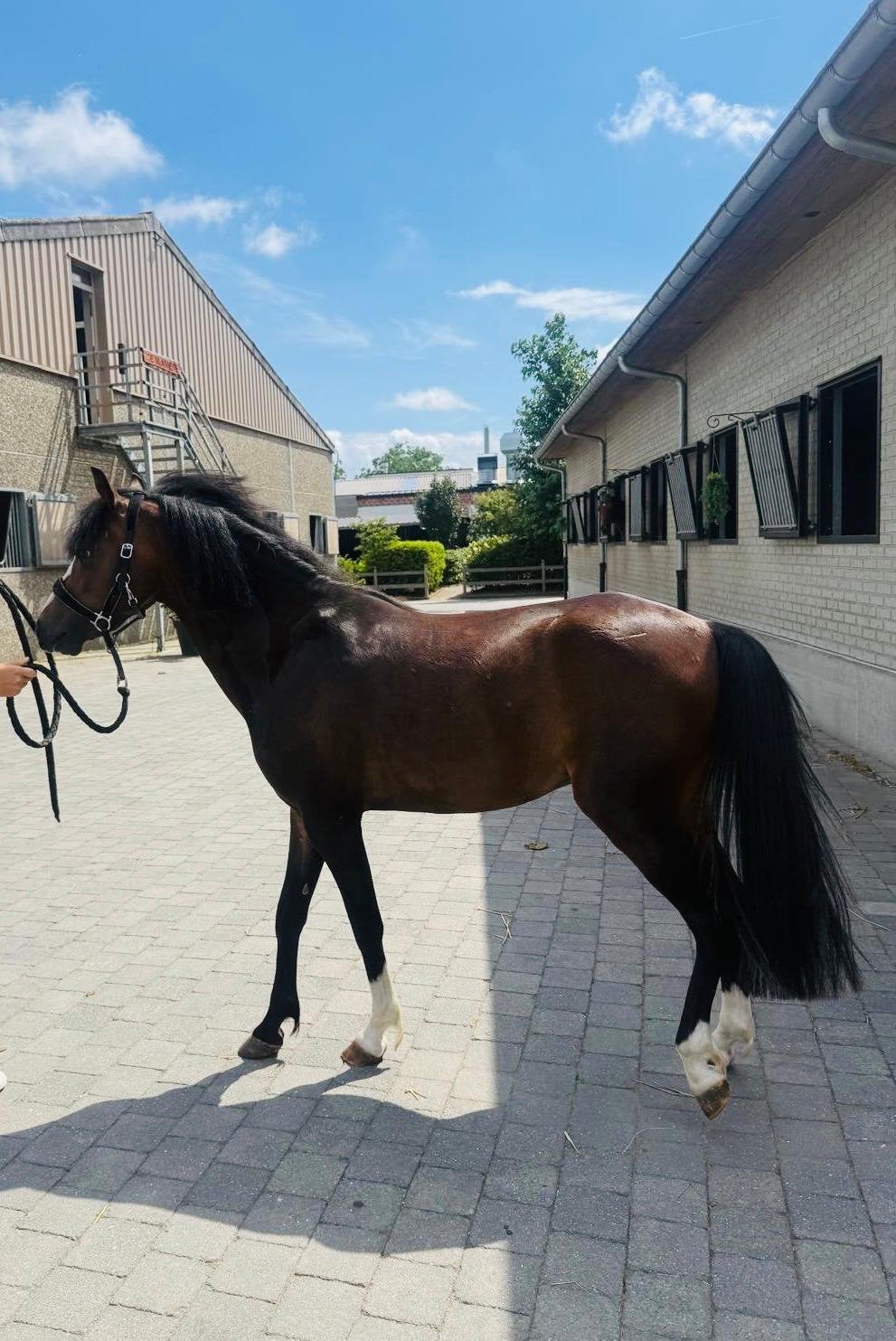 Pony (springgefokt), Springpaard, Minder dan 160 cm, Met stamboom, Ruin