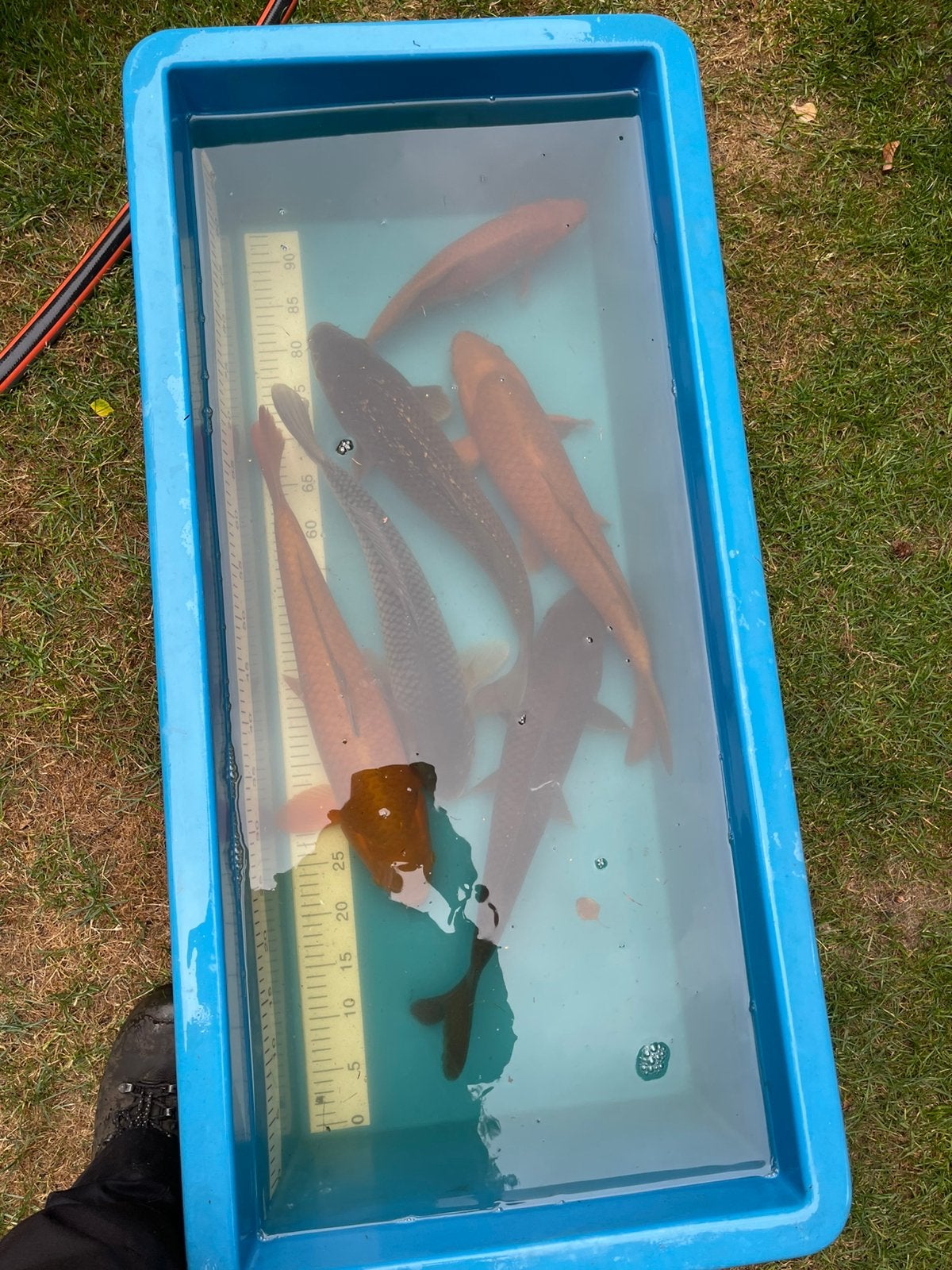 KOI, Animaux & Accessoires, Poissons | Poissons d'étang, Carpe ou Koï