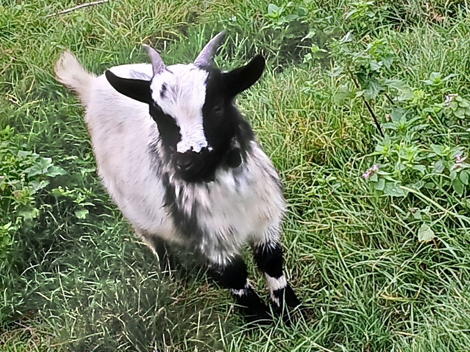 geit bokje, Dieren en Toebehoren, Mannelijk, Geit