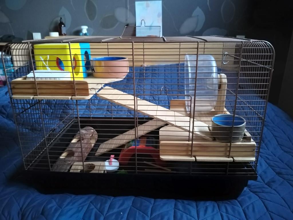 Knaagdierhok + toebehoren, Moins de 60 cm, Cage, Utilisé, Rat