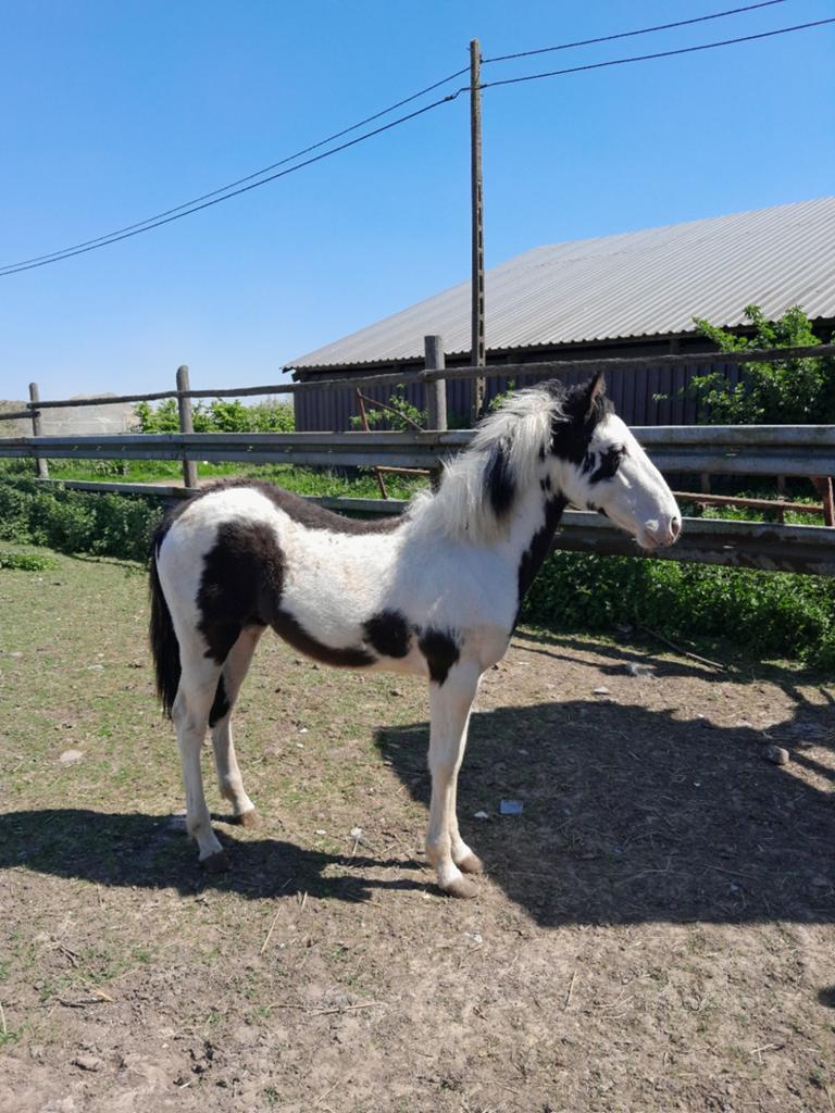 Veulen te koop, Dieren en Toebehoren