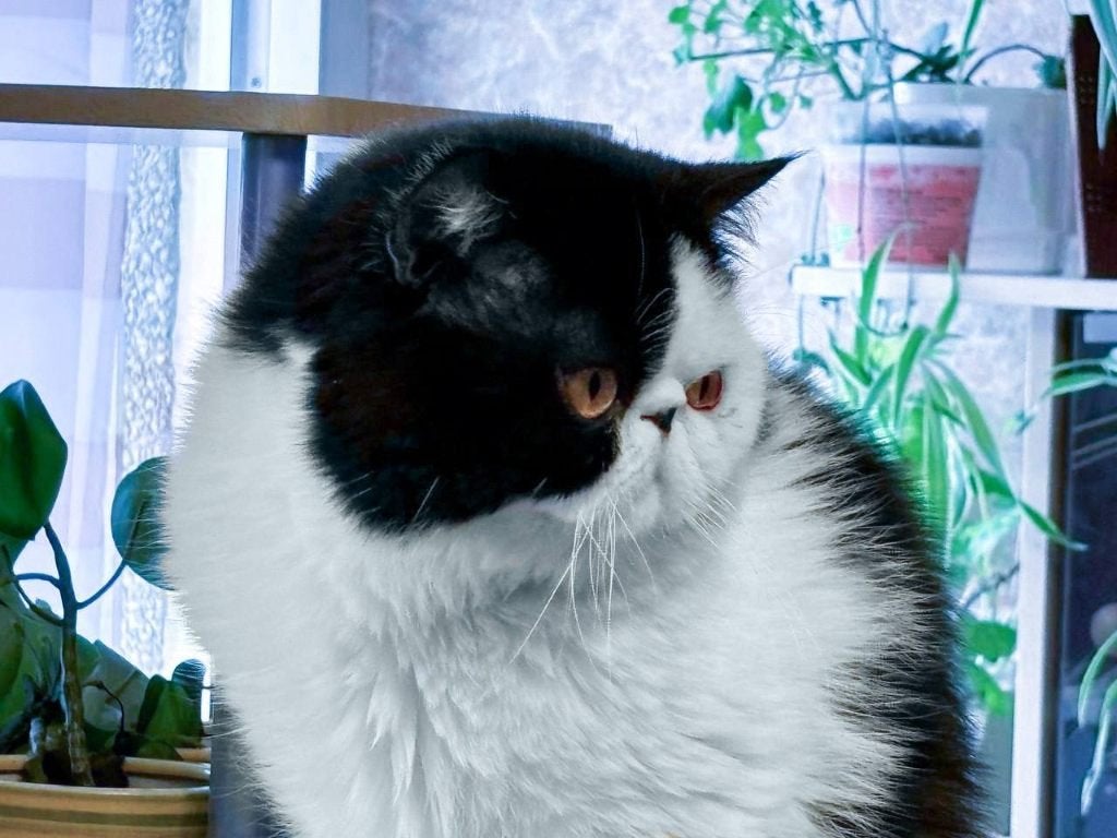 exotische korthaar te koop, Kater, Met stamboom, 3 tot 5 jaar