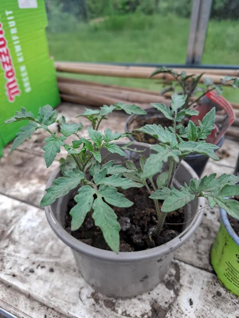 Tomaat plantjes 4 voor 1, Ophalen