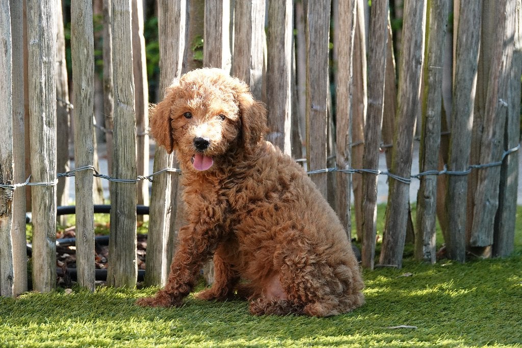 Prachtige Mini-Labradoodles; met stamboom, Dieren en Toebehoren, België, Overige rassen, 8 tot 15 weken, CDV (hondenziekte)