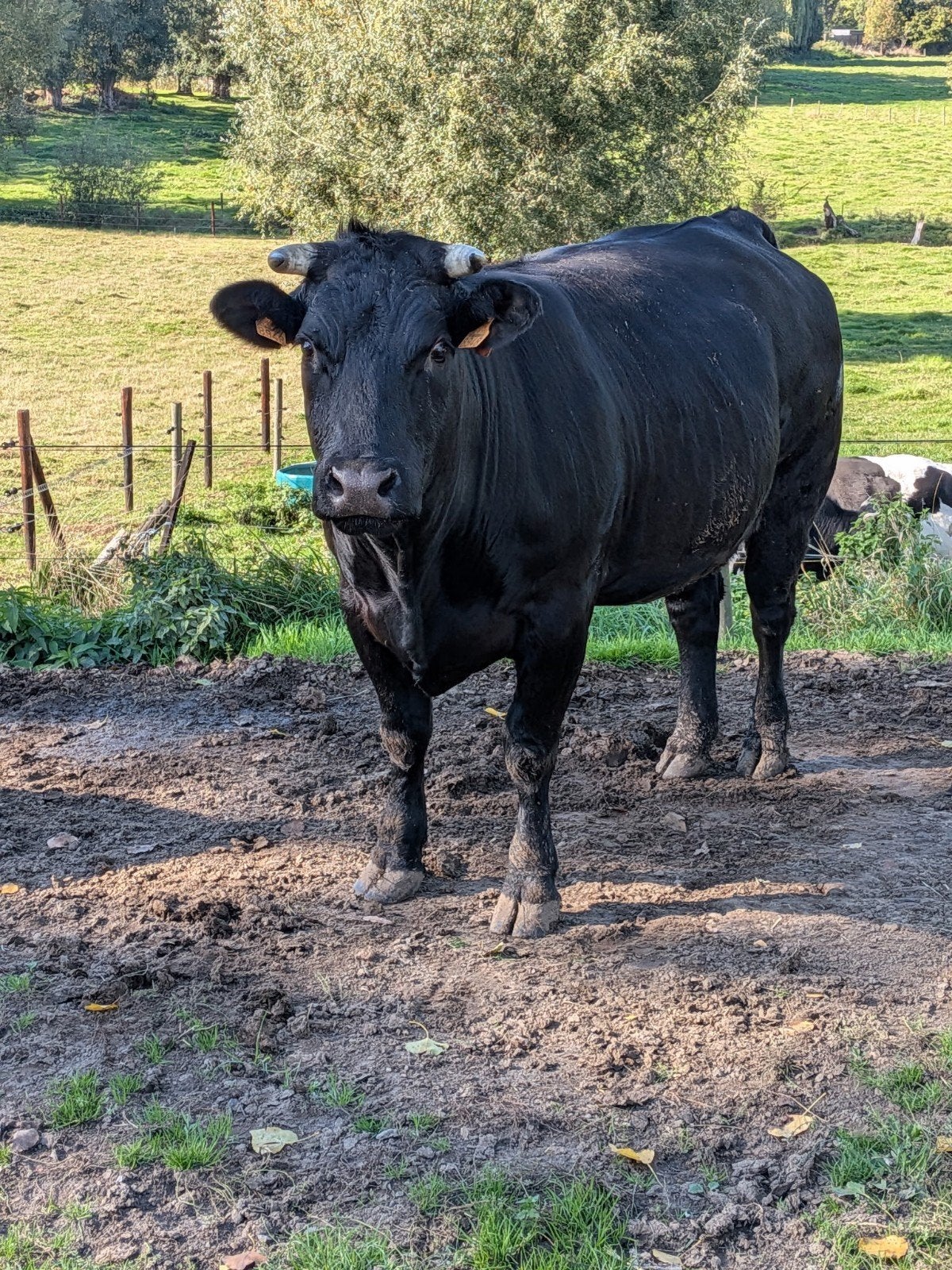 3 jarige drachtige vaars kruising, Dieren en Toebehoren