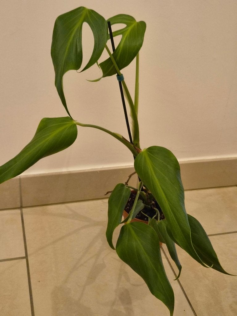 Monstera Burle Flame, Ophalen of Verzenden
