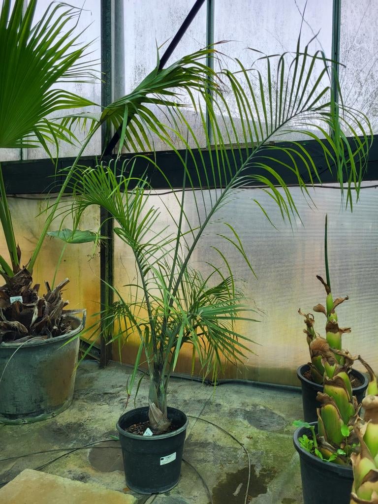 Carafe Dypsis, 1m20 de haut, Enlèvement
