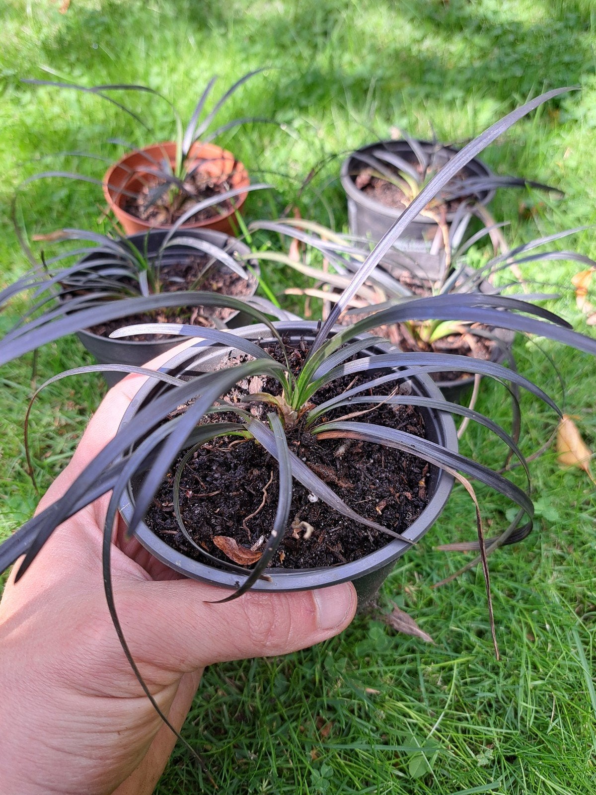 ophiopognon niger of slangenbaard 50 stuks, Tuin en Terras, Ophalen