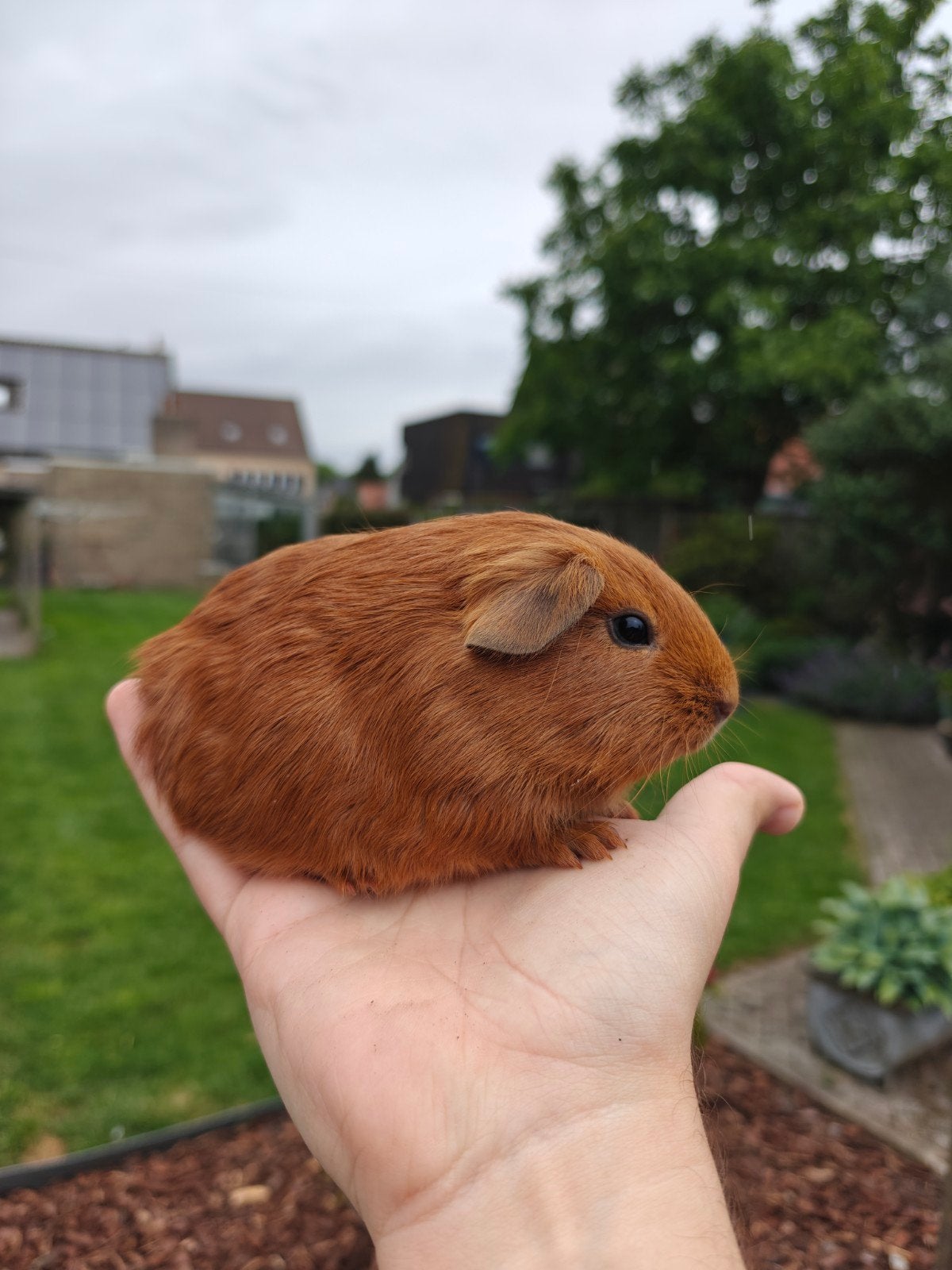 Jonge handtamme cavia zeldzaam rood kleur, Mai, Mâle, Cobaye