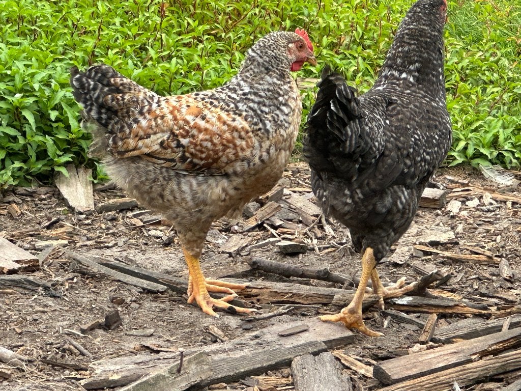 Jonge hanen, Dieren en Toebehoren, Mannelijk, Kip