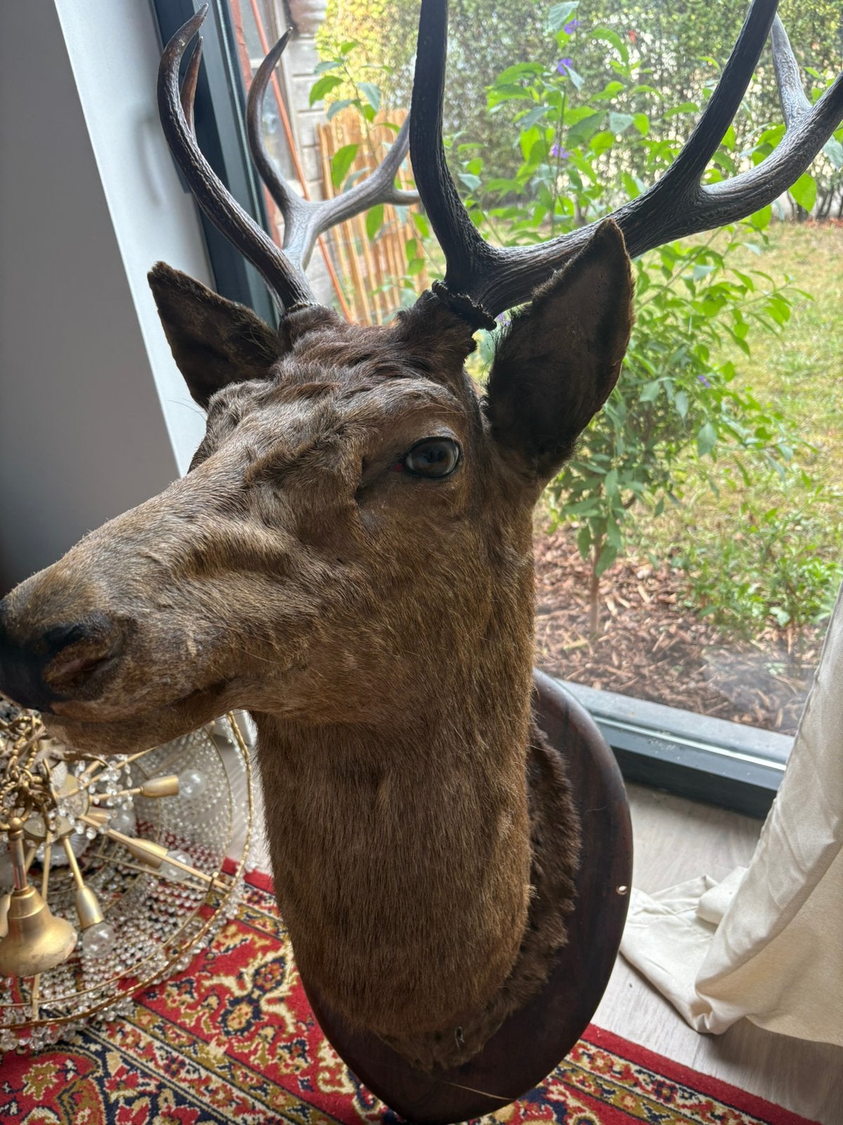 Edelhert taxidermie groot, Dieren en Toebehoren, Schapen, Geiten en Varkens