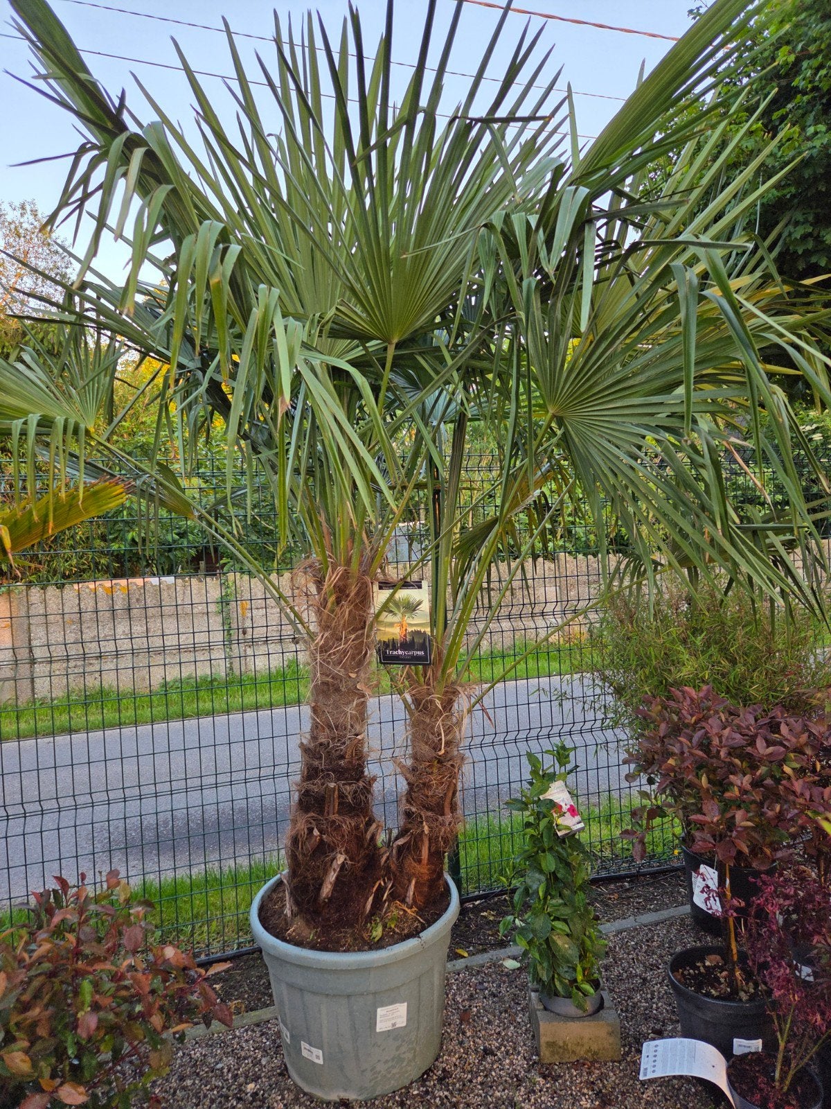 Prachtige palmboom Trachycarpus Fortunei 2 stam, Tuin en Terras, Ophalen, Palmboom