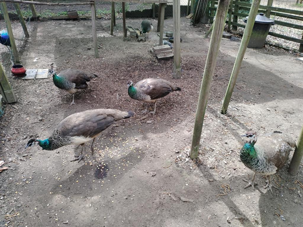 Te koop pauwen, Dieren en Toebehoren, Ophalen