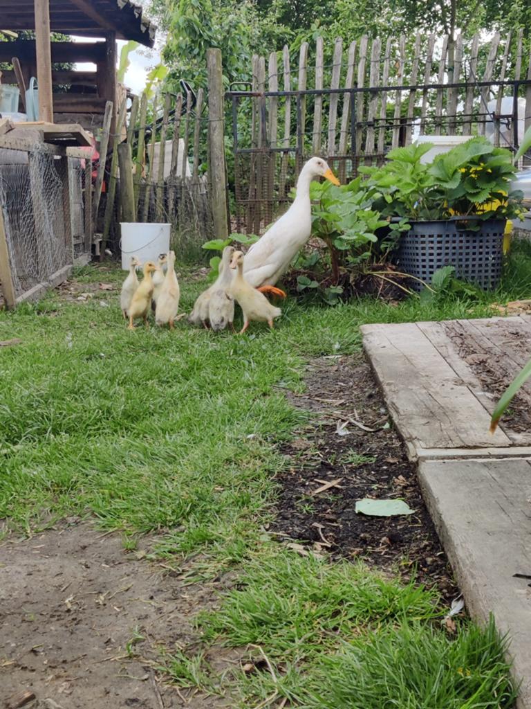 Kuikens Indische loopeenden, Dieren en Toebehoren, Pluimvee