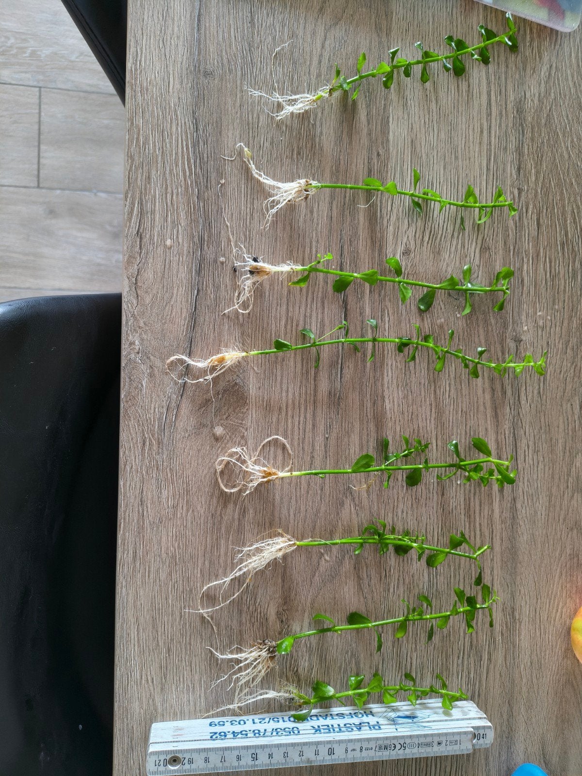 Bacopa Crenata aquariumplant, Ophalen of Verzenden