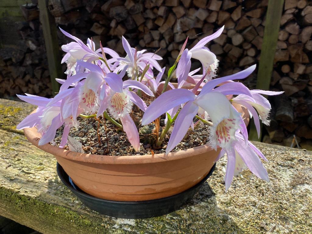 Orchideeën: Vasque de Pleiones de Formosa, Overige soorten, In pot, Minder dan 100 cm, Bloeiende kamerplant