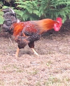 Haantje, Dieren en Toebehoren, Pluimvee, Mannelijk, Kip