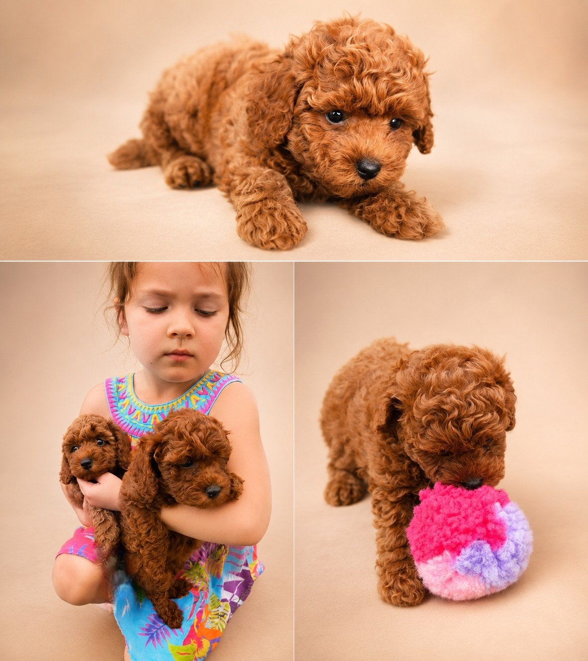 Dwergoedel puppy's Abrikoos kleur, Dieren en Toebehoren, Poedel, België, Particulier, CDV (hondenziekte)
