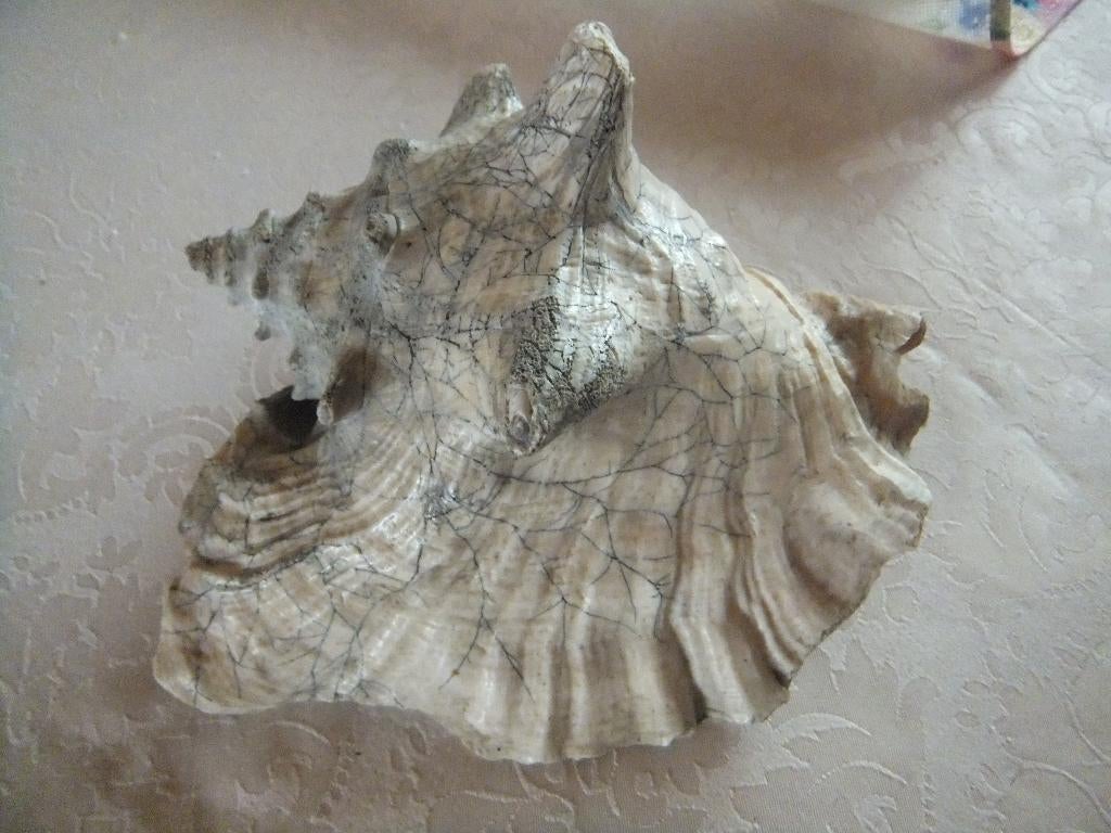 grote schelp,, Ophalen of Verzenden