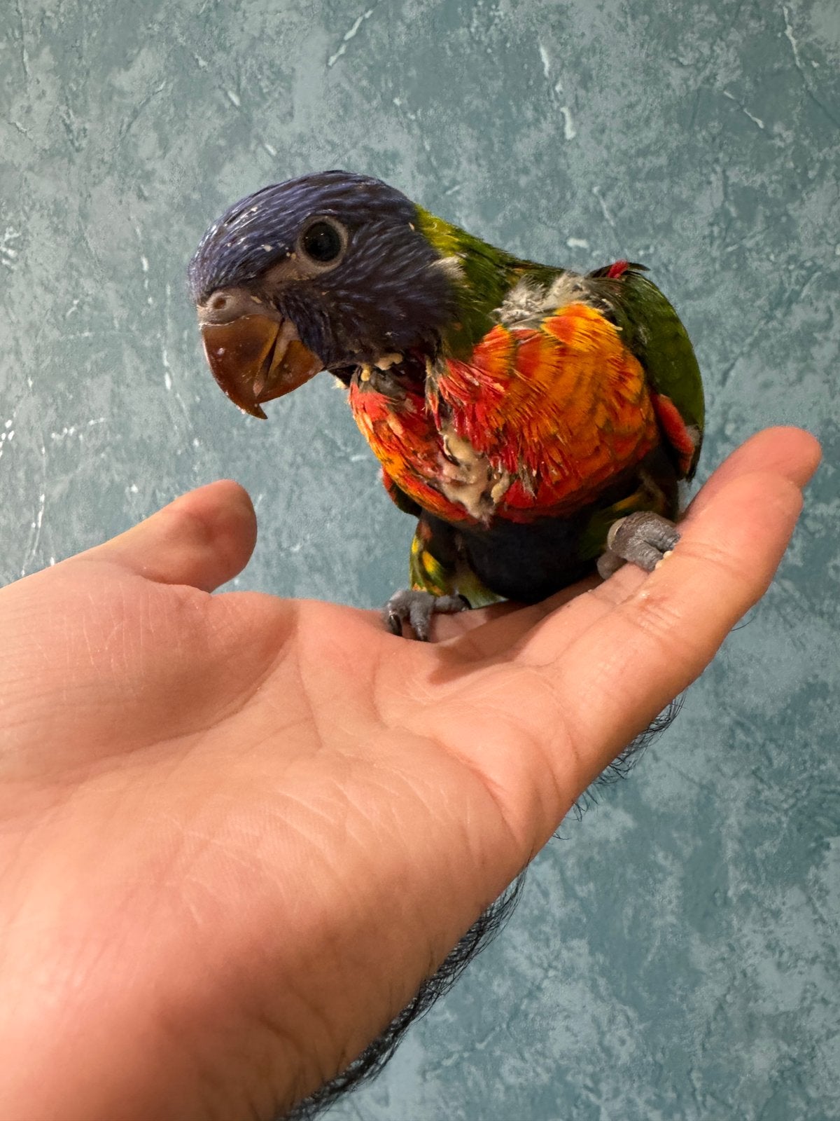 Super getemde blauwe berglorikeet voor baby's (EAM), Geringd