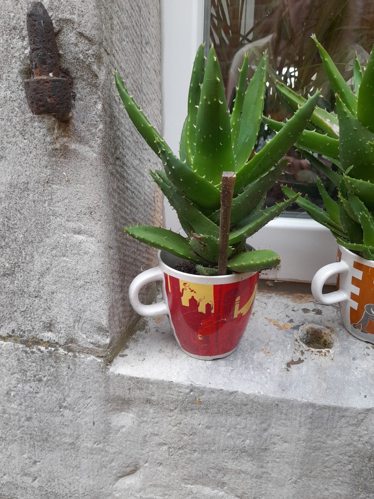 Cactus  avec son pot +/- 22/23 cm, Maison & Meubles, En pot, Moins de 100 cm, Cactus, Plein soleil