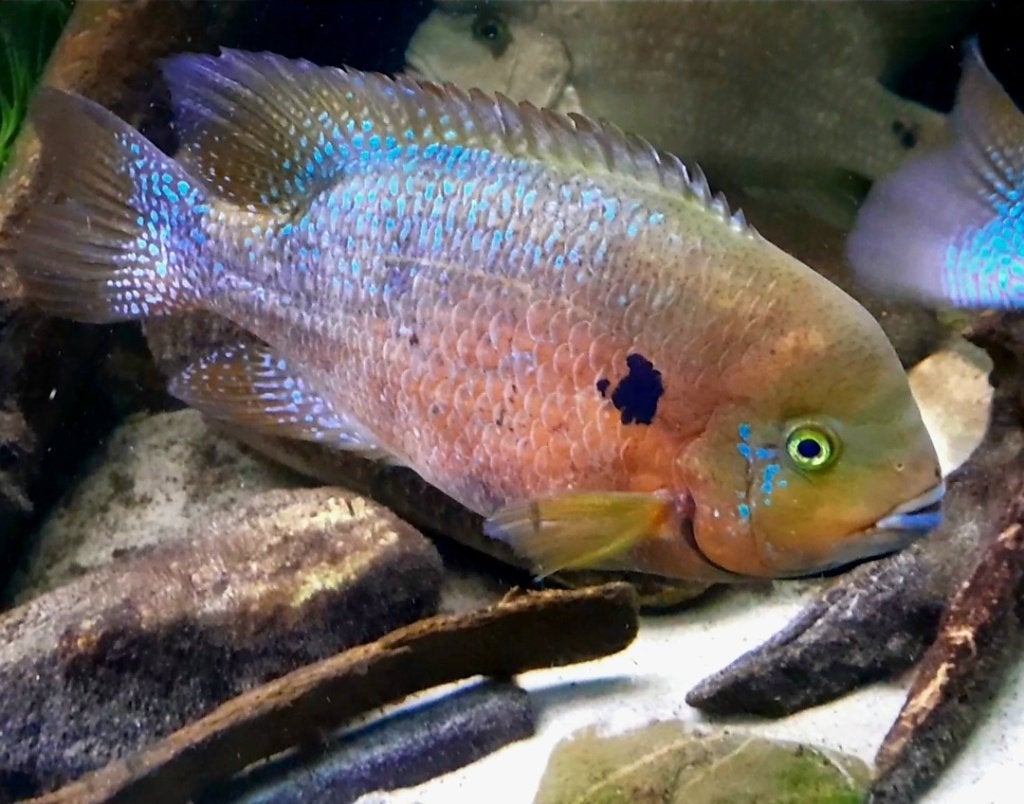 Chuco Godmani cichliden, Vis, Zoetwatervis