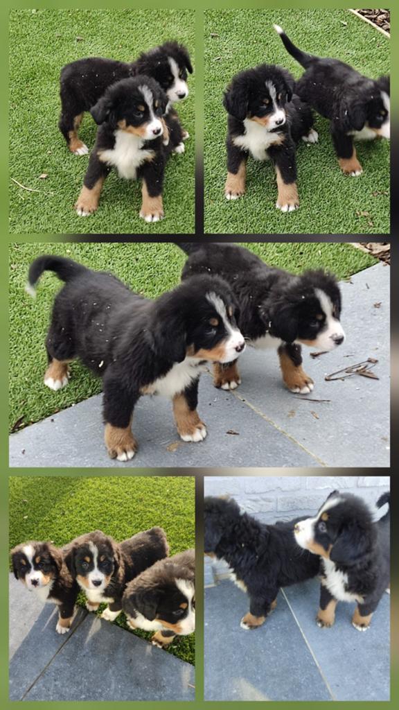 Berner sennen pups, Dieren en Toebehoren, Honden | Bulldogs, Pinschers en Molossers, Parvo, België, Fokker | Hobbymatig, Teef